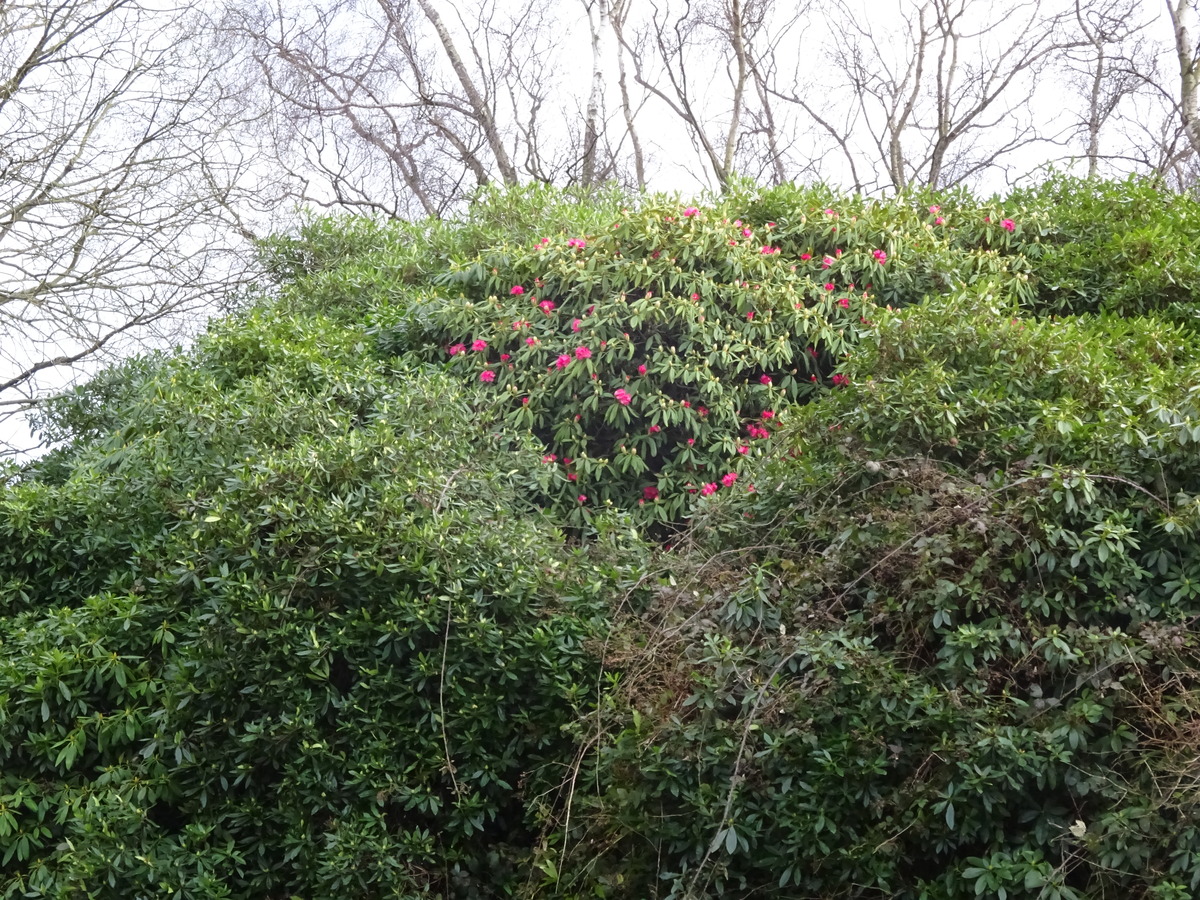 Rhodos in bloom 11 Jan 2017 (2)